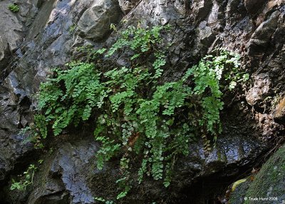 Ferns