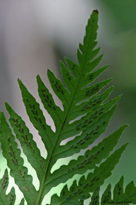 Reproductive spores on fern