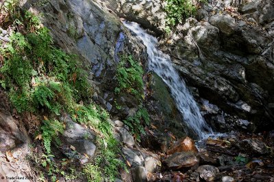 Ferns at base of Holy Jim Waterfall