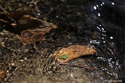 Leaves in water
