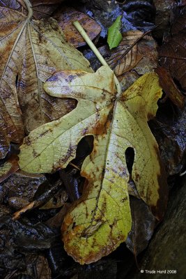 Wet leaf