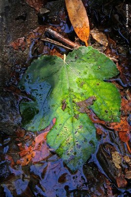 Wet leaf