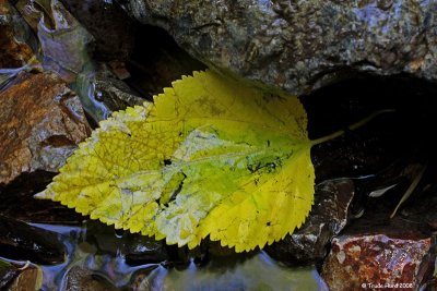 Wet leaf