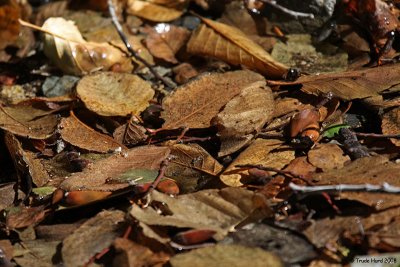 Wet leaves