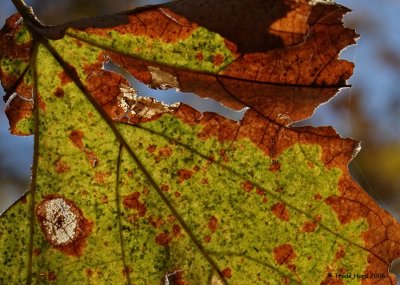 Sycamore leaf turning color before falling off