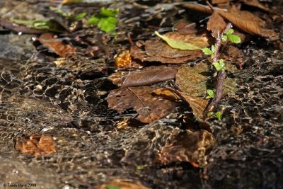 More wet leaves