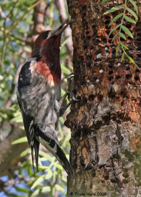 Which the sapsucker placed in a hole
