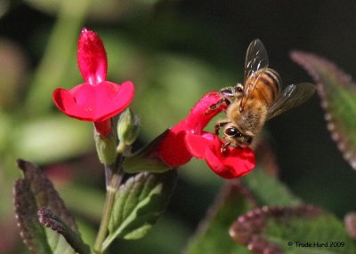 European Honey Bee on Autumn Sage
