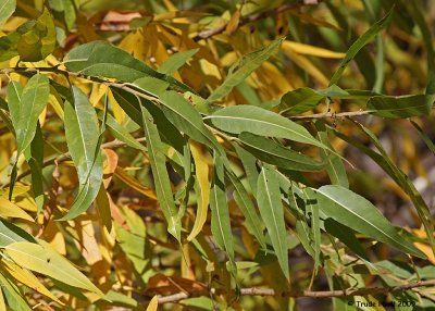 Willow leaves turning yellow