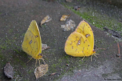 Three days later, I discover three more emerged