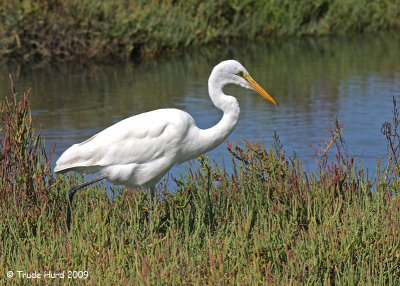 A wonderful fall day at Bolsa Chica, with plenty of egrets (Great Egret).
