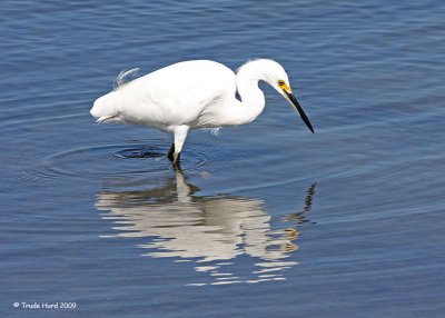 From Great to Small (Snowy Egret)