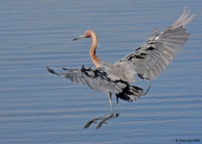 From active (Reddish Egret)
