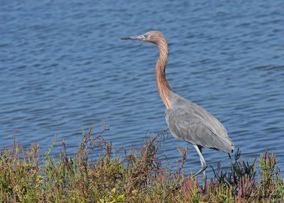 to quiet pursuit (Reddish Egret)