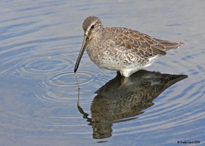 Short-billed Dowitcher eats a worm