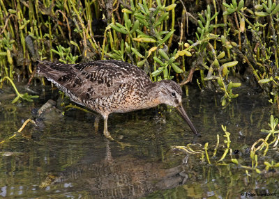 This Short-billed Dowitcher hasn't molted out of its breeding (alternate) plumage yet