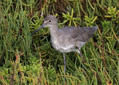 Willet in pickleweed and saltwort
