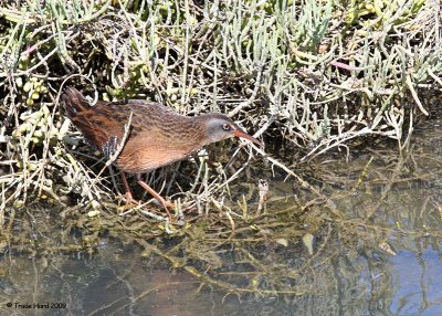 Surprise!  Virginia Rail!