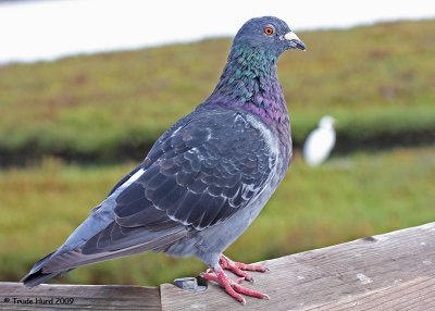 Drat, this Rock Pigeon got in the way of my photo of that egret in the background!