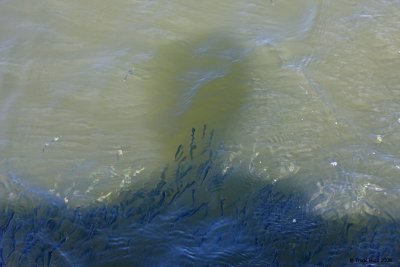 These topsmelt hid in our shadows, and moved when we moved!