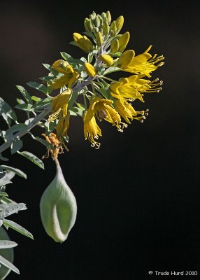 Likewise, Bladderpod flowers almost all year long