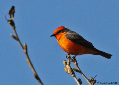 Vermillion Flycatcher a winter visitor to Orange County