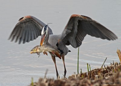 Great Blue Heron catch Carp IMG_1837 r.jpg