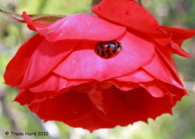 First stop: roses and a ladybug (multicolored asian lady bird beetle)
