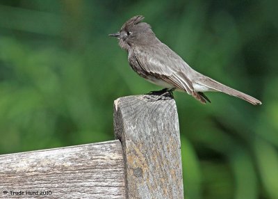 Black Phoebe sits on bench and watches for bugs