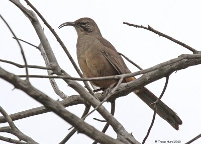 California Thrasher singing and nearby mate responded