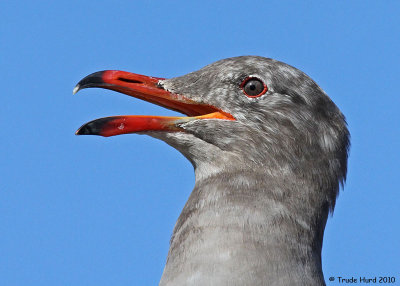 H Heermans Gull head juv IMG_5333 R.jpg