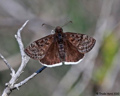 Duskywing species (mournful or funereal)