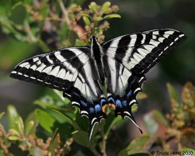 Best of all, Pale Swallowtail