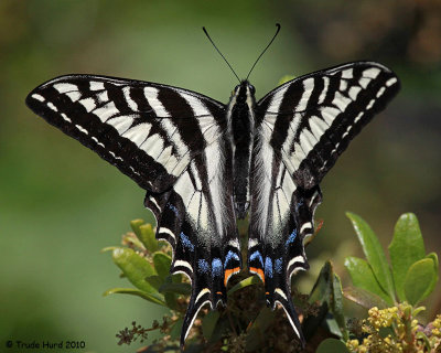 Similar to Western Tiger Swallowtail but cream instead of yellow