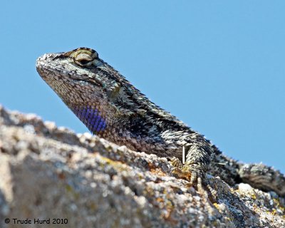 Sunny day for a sunning fence lizard