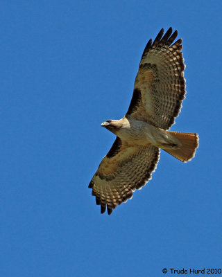 Sunny day for Red-tailed Hawk on a thermal