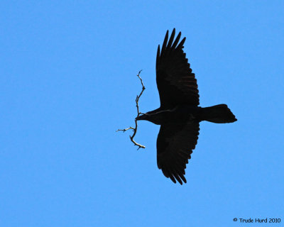 Raven carrying nesting material