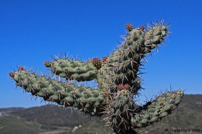 Cholla