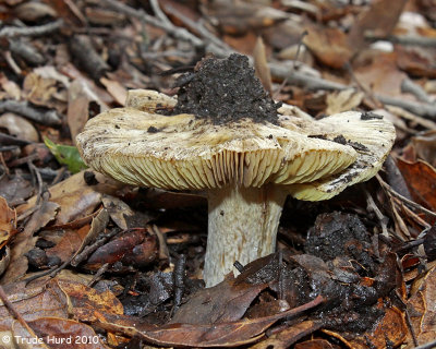 White mushroom emerging