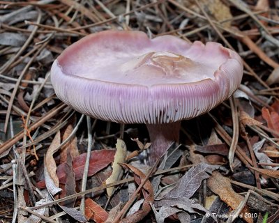Even a PINK mushroom!