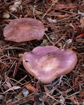 Several pink mushrooms