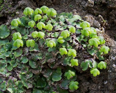Liverwort reproducing