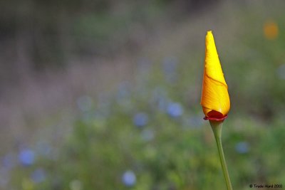 CA Poppy with baby blue eyes
