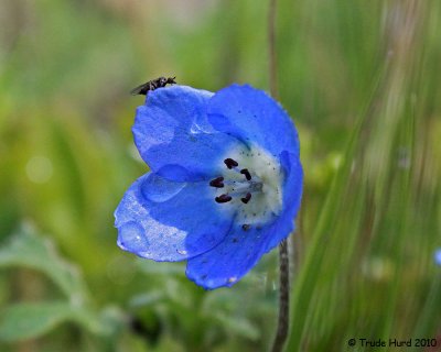 Baby blue eyes with insect
