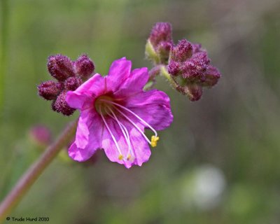early_spring_at_oak_canyon_2010
