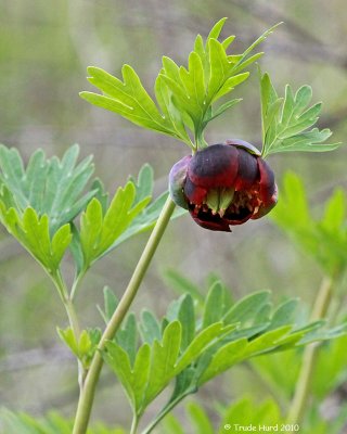 CA Peony, a new flower for me