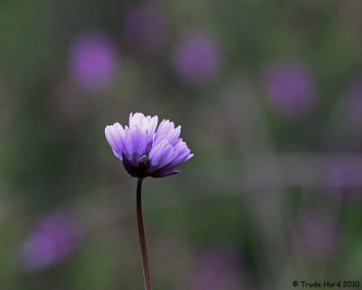 Blue Dichs (aka wild hyacinth)