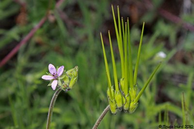Filaree (aka storksbill), non-native everywhere