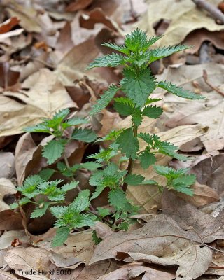 Stinging nettle growing everywhere