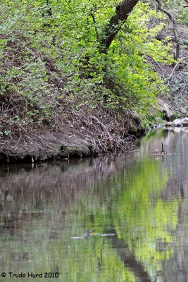 Poison Oak growth and reflection